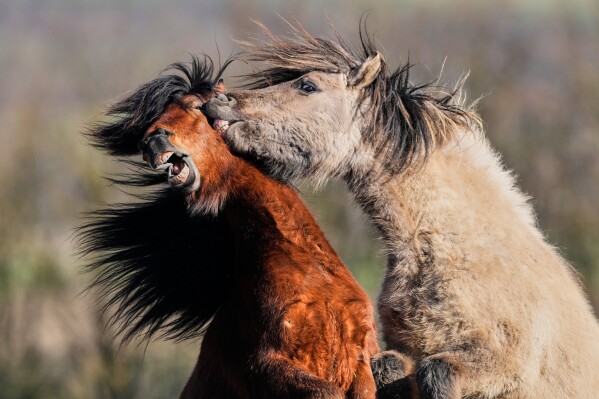 Icelandic stallions play at a stud farm in Wehrheim near Frankfurt, Germany, Monday, March 2, 2026. (AP Photo/Michael Probst)