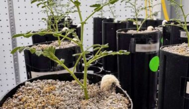 With lunar missions looming, scientists grow chickpeas in 'moon dirt'