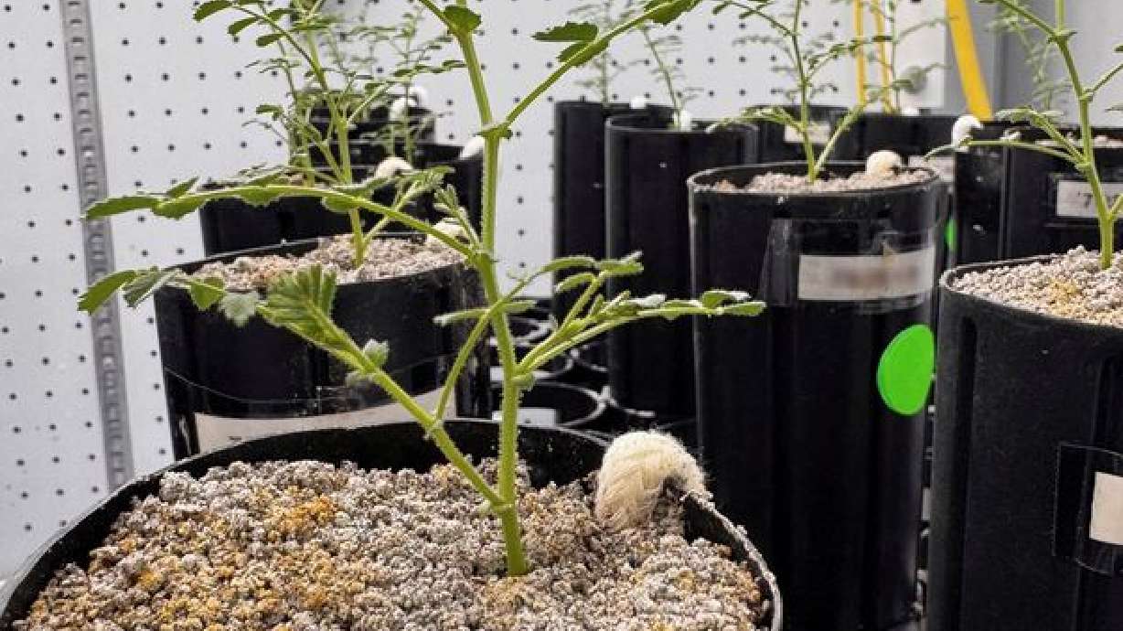 With lunar missions looming, scientists grow chickpeas in 'moon dirt'