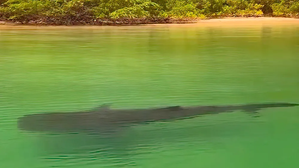 Costa Rica tourists spot 'majestic' whale shark cruising shoreline