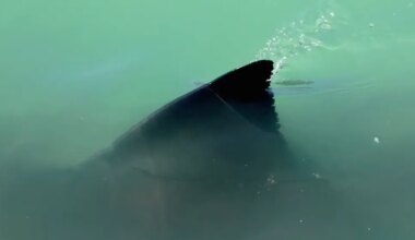 Great white shark Cayo pings 'tight to beach' off North Carolina