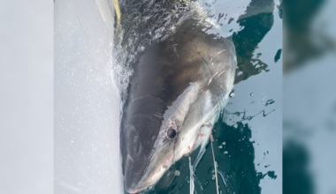 10-Foot great white shark CAYO, pinged near North Carolina beaches ahead of spring break