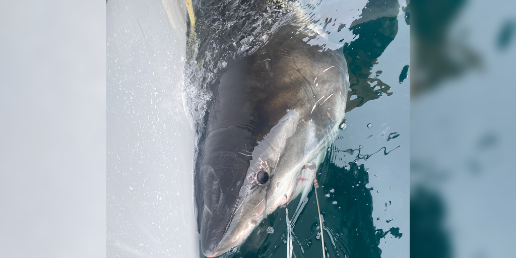 10-Foot great white shark CAYO, pinged near North Carolina beaches ahead of spring break