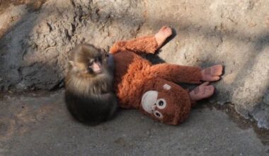 Punch-Kun, The Baby Macaque, Captures Hearts Worldwide