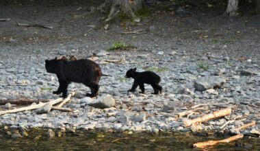 Trump administration plans to end ban on bear baiting in Alaska national preserves