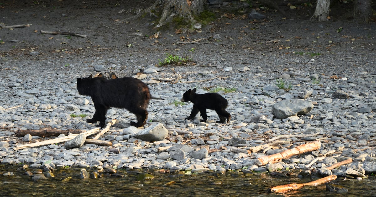 Trump administration plans to end ban on bear baiting in Alaska national preserves