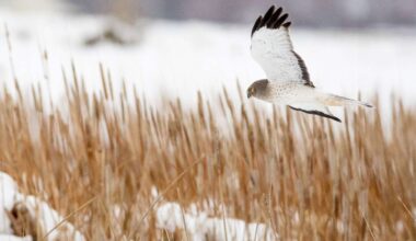 License requirement to be dropped at these Utah wildlife management areas