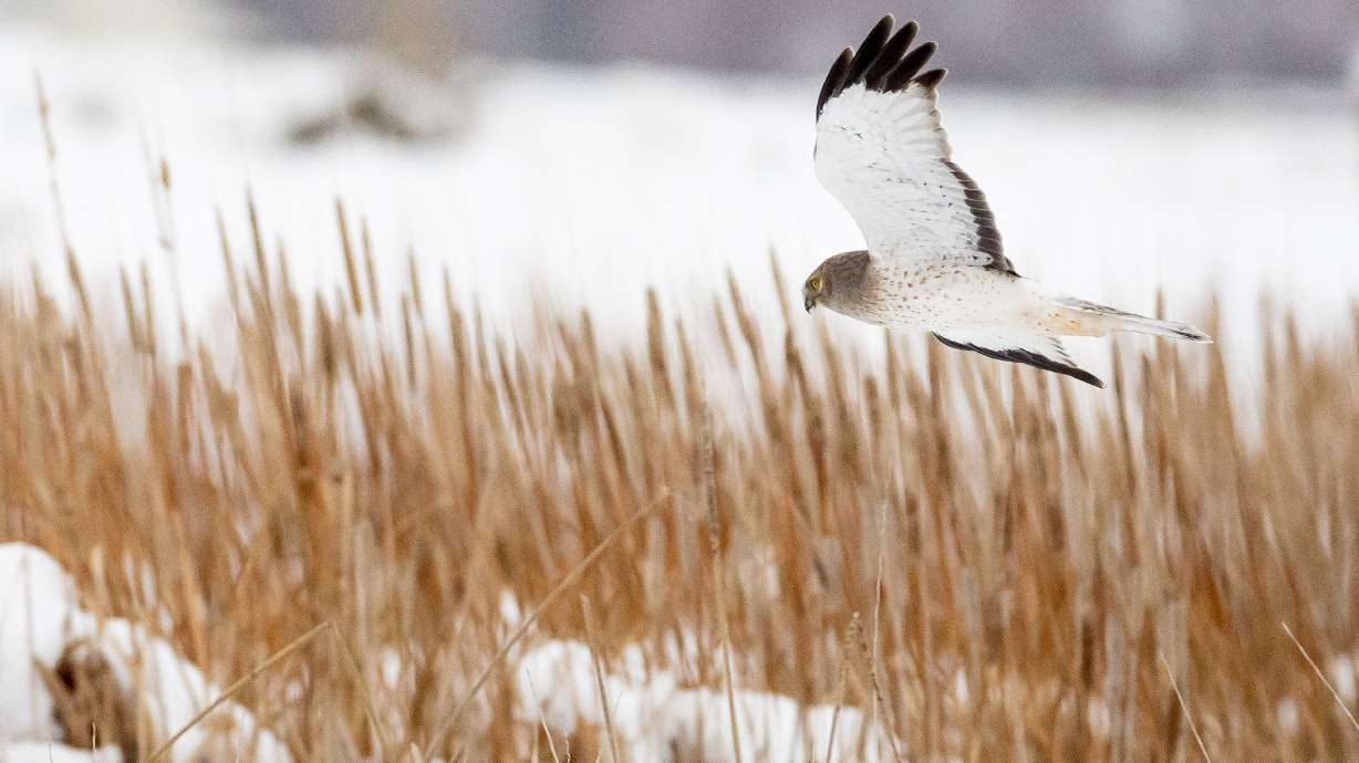 License requirement to be dropped at these Utah wildlife management areas