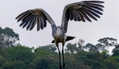 Giant dinosaur-like shoebill soars toward tourist in Uganda swamp