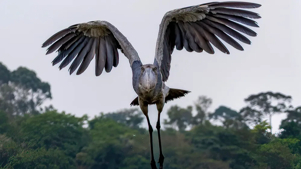 Giant dinosaur-like shoebill soars toward tourist in Uganda swamp