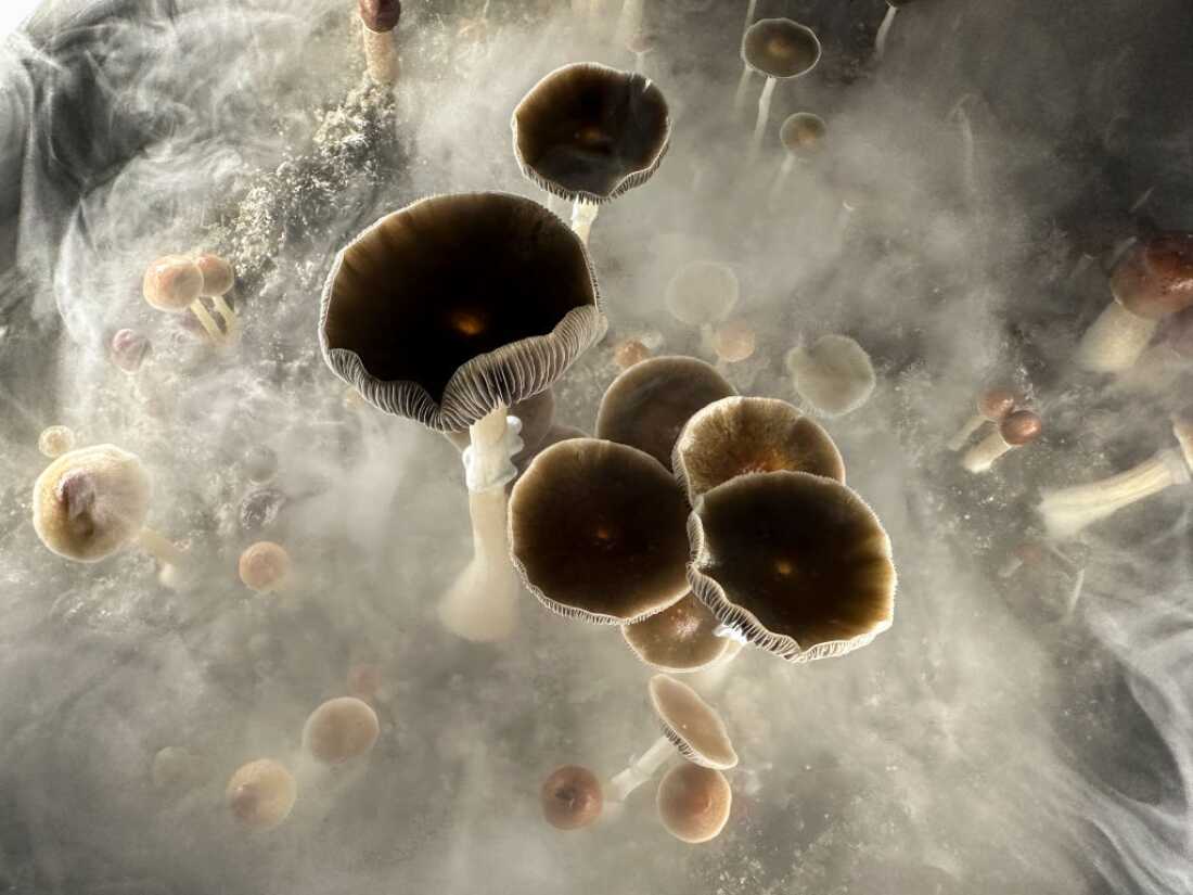 Psilocybin mushrooms ready for harvest in a humidified chamber. Researchers have shown that a dose of psilocybin can help people quit smoking.