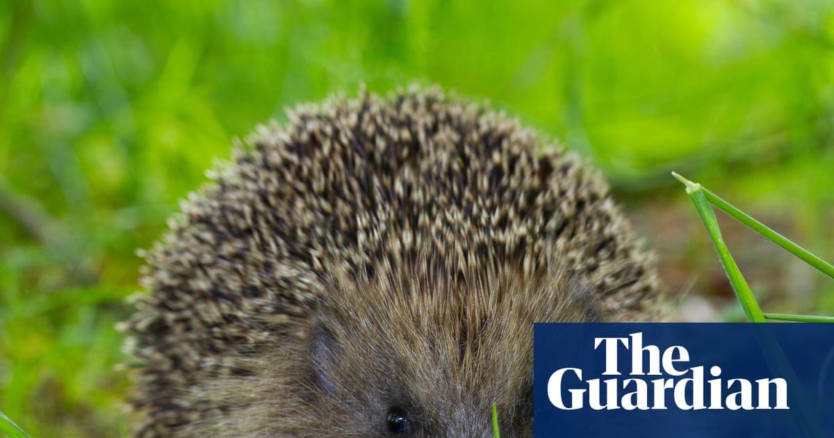Ultrasound repellers could keep hedgehogs off roads, scientists hope | Wildlife
