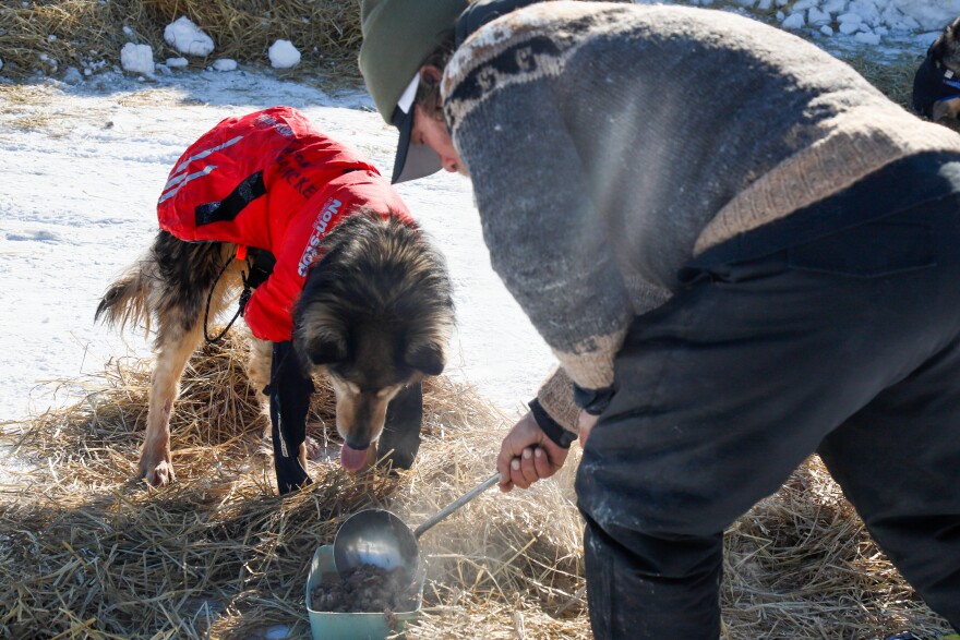A man feeding his dogs