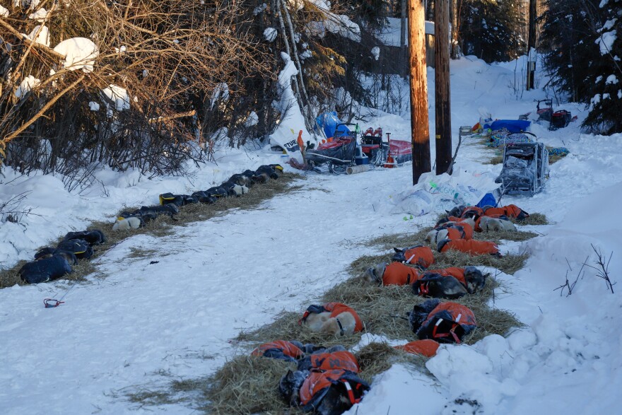 Sled dog teams sleeping on straw