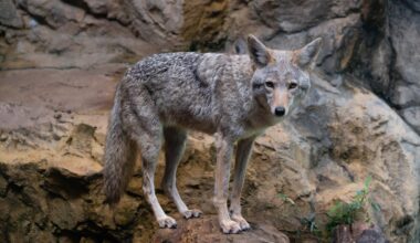Rabid coyote attacks 3 people, 6 dogs in Eastchester and Bronxville area