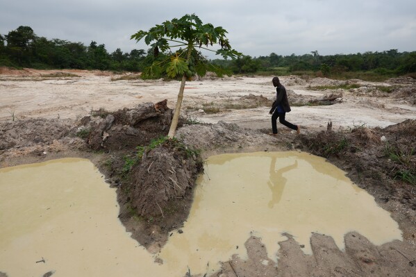 Manu Yaw Fofie, a cocoa farmer, walks through a section of his farm that has been given over to sand mining in Kona, Ghana, Friday, March 6, 2026. (AP Photo/Tsraha Yaw)