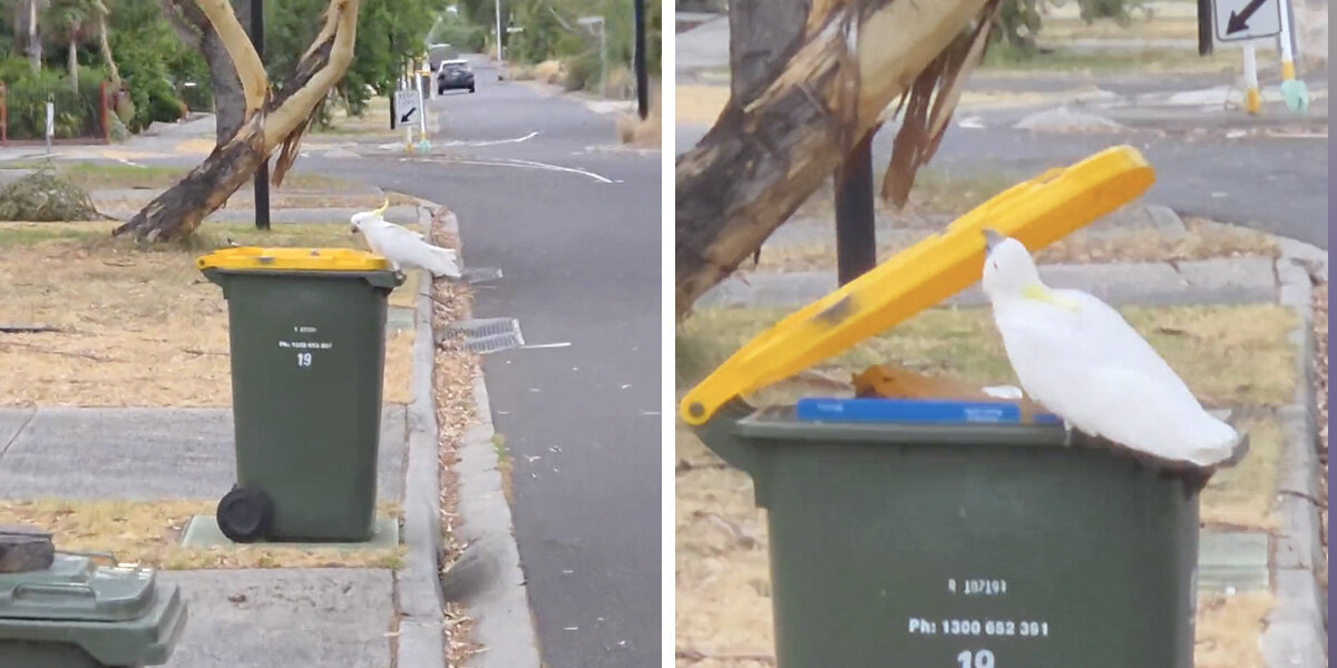 Man Finally Catches Mysterious Litterbug Who's Been Dumping His Trash Every Week