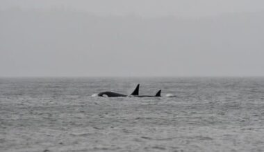 Mystery orcas travel south into Puget Sound