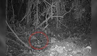 They Set Up Cameras In A Remote Mountain Range And Found The World's Rarest Rabbit