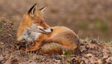 Early Addition: The red fox who Paddington'd his way to NYC - Gothamist