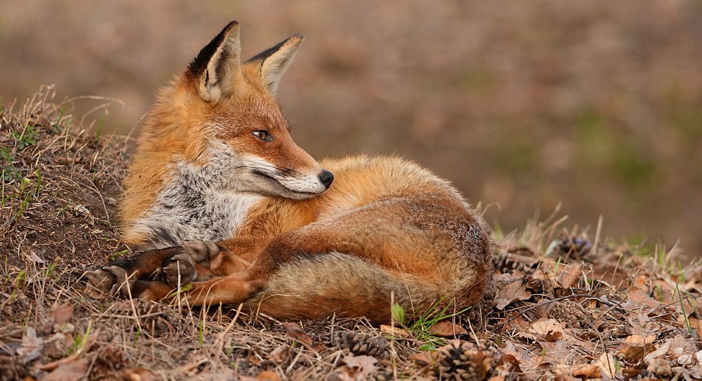 Early Addition: The red fox who Paddington'd his way to NYC - Gothamist