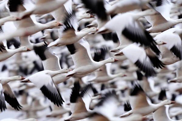 Snow geese take off to resume their northern migration after a stopover at the Middle Creek Wildlife Management Area, Friday, March 6, 2026, in Kleinfeltersville, Pa. (AP Photo/Robert F. Bukaty)