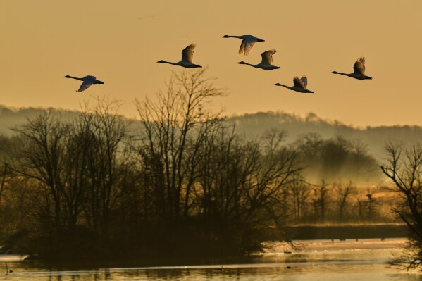 Tundra swans fly Middle Creek Wildlife Management Area, Monday, March 9, 2026, in Kleinfeltersville, Pa. (AP Photo/Robert F. Bukaty)