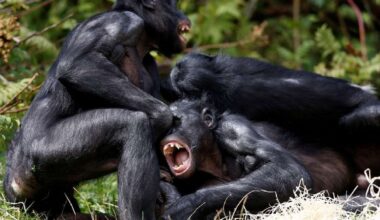 Are bonobos truly the peaceful counterparts to chimps? New study says no