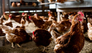 Egg prices drop 42% year-over-year as avian flu outbreak recovery continues