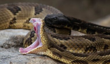 6 Most Rattlesnake Infested Areas in West Virginia