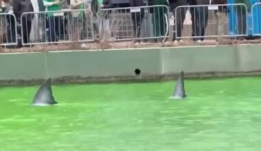 Were there sharks in the Chicago River during the annual dyeing? – NBC Chicago