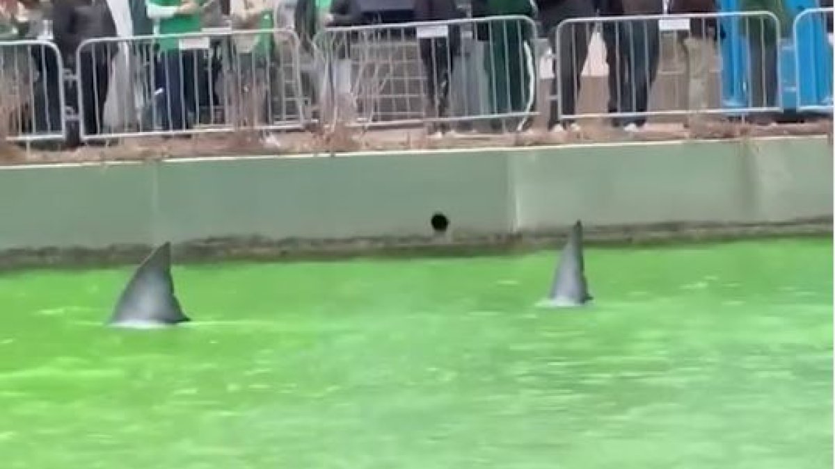 Were there sharks in the Chicago River during the annual dyeing? – NBC Chicago