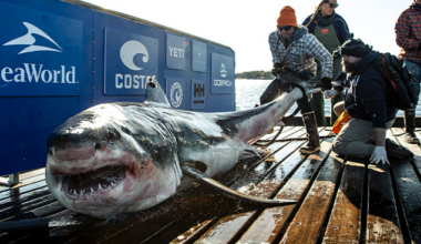 Migration path of white sharks reveal the Gulf of America is ideal in the winter