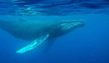 Oldest known whale recording could unlock mysteries of the ocean