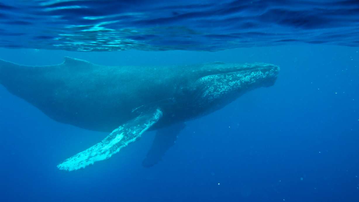 Oldest known whale recording could unlock mysteries of the ocean