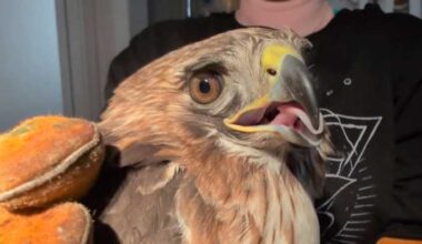 Airport staff rescue grounded red-tailed hawk, wildlife center treating for injuries