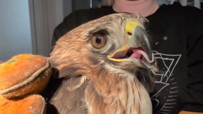 Airport staff rescue grounded red-tailed hawk, wildlife center treating for injuries