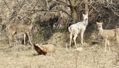 Carroll County woman spots piebald deer