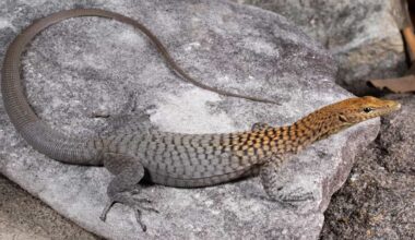 3 New Lizard Species Discovered in Australia–Including Stunning Orange-Headed Rock Monitor