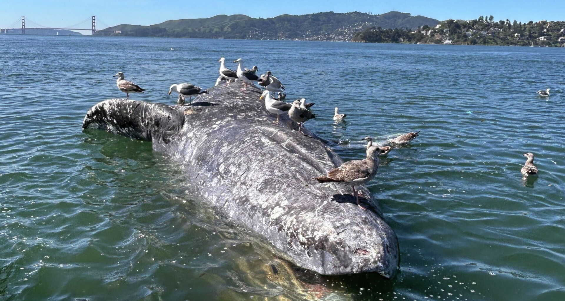 First gray whale death of year reported in San Francisco Bay