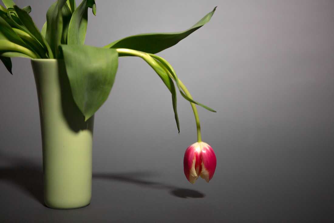 A dark pink tulip in a mint green vase droops, nearly touching the surface that the vase is resting on. The vase sits against a gray backdrop.