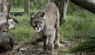 WA wildlife safety tips for pet owners after cougar attack