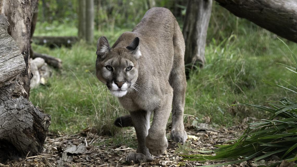 WA wildlife safety tips for pet owners after cougar attack