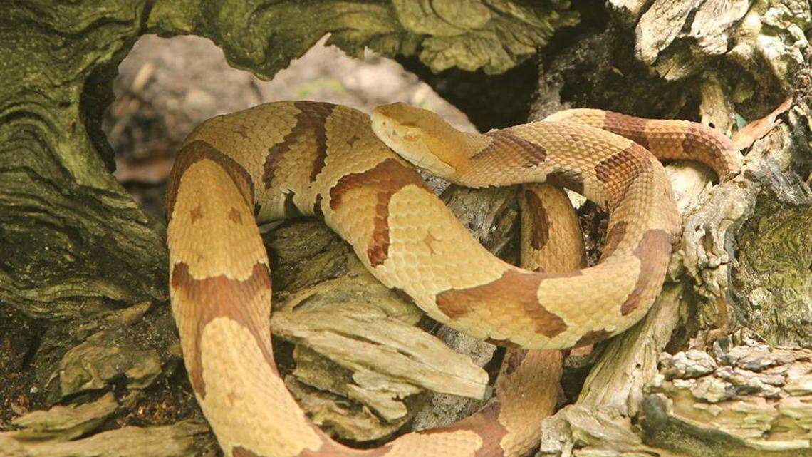 Copperhead snakes are back out in South Carolina