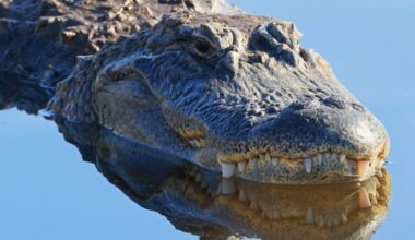 Here's why you need to look out for alligators during mating season in Florida