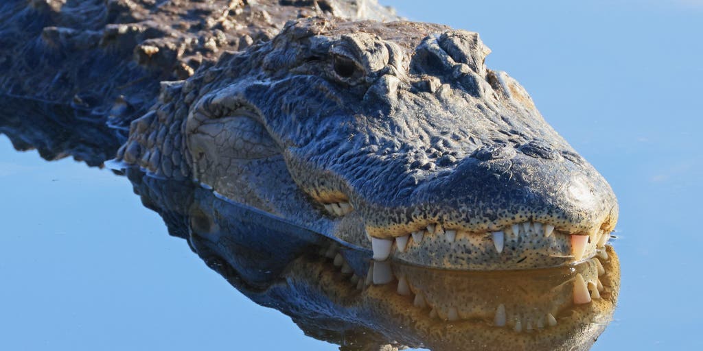Here's why you need to look out for alligators during mating season in Florida