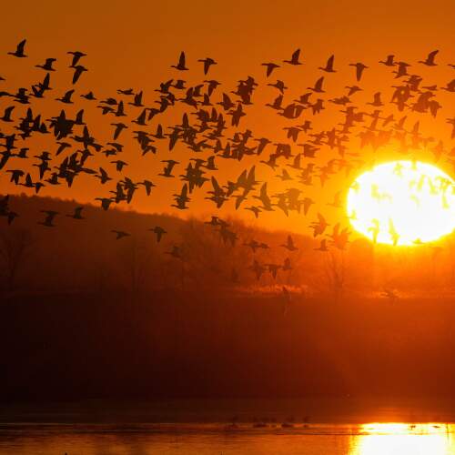 Snow geese take to the sky at sunrise after a stopover at the Middle Creek Wildlife Management Area, Monday, March 9, 2026, in Kleinfeltersville, Pa. (AP Photo/Robert F. Bukaty)