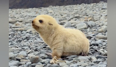 Photographers Can't Stop Gushing Over Island's Adorable 'Miracles Of Nature'