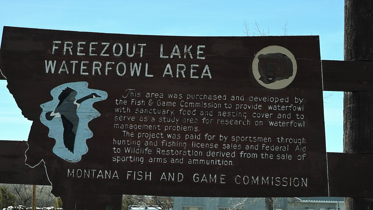 Geese at Freezout Lake