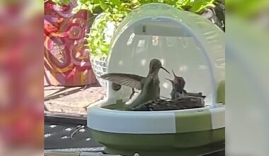 Rehabber Raising Orphaned Hummingbirds Gets Surprising Help From A Wild Visitor